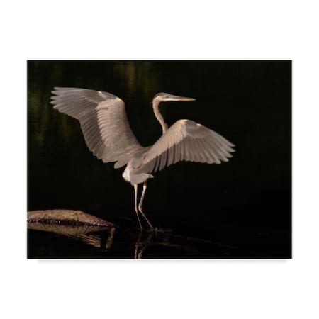 J.D. Mcfarlan 'Big Bird Heron' Canvas Art,18x24